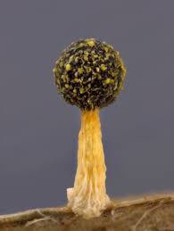 Attēlu rezultāti vaicājumam “Physarum, Nannengaella sp.”