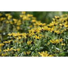 Attēlu rezultāti vaicājumam “Colloderma robustum young”