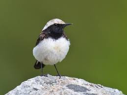 Image result for Oenanthe pleschanka