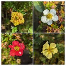 Attēlu rezultāti vaicājumam “Pentaphylloides fruticosa flower”