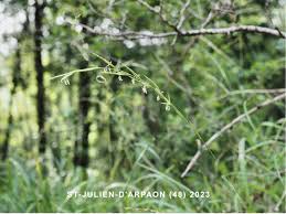 Attēlu rezultāti vaicājumam “Brachypodium sylvaticum fruit”