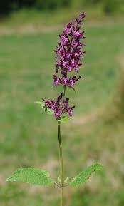 Attēlu rezultāti vaicājumam “Stachys sylvatica”