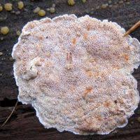 Attēlu rezultāti vaicājumam “Skeletocutis stellae”