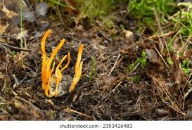 Attēlu rezultāti vaicājumam “Scardia boletella pupa”