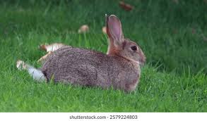 Attēlu rezultāti vaicājumam “Leporida”