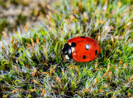 Attēlu rezultāti vaicājumam “Coccinella septempunctata”