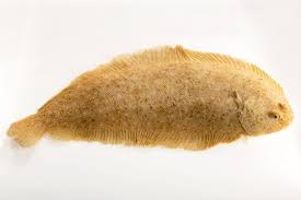 Image result for Solea solea