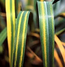 Attēlu rezultāti vaicājumam “Cirriphyllum piliferum sporophyte”