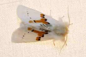 Attēlu rezultāti vaicājumam “Leucodonta bicoloria imago”