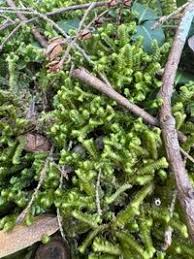 Attēlu rezultāti vaicājumam “Bazzania trilobata”