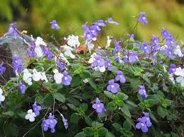 Image result for Streptocarpus