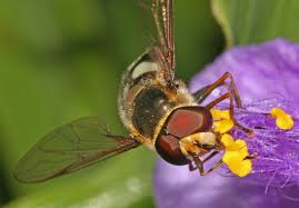 Attēlu rezultāti vaicājumam “Didea alneti”