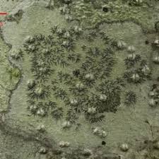 Attēlu rezultāti vaicājumam “Phaeographis dendritica”