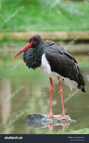 Attēlu rezultāti vaicājumam “Ciconia nigra”