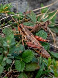 Attēlu rezultāti vaicājumam “Podisma pedestris”