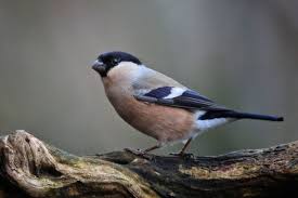 Attēlu rezultāti vaicājumam “Pyrrhula pyrrhula female”