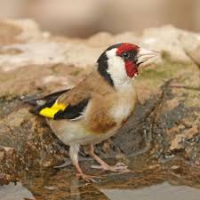 Attēlu rezultāti vaicājumam “Carduelis carduelis”