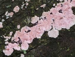 Attēlu rezultāti vaicājumam “Corticium roseum”