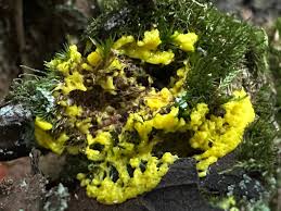 Attēlu rezultāti vaicājumam “Fuligo leviderma plasmodium”