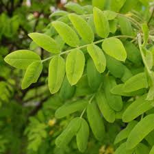 Attēlu rezultāti vaicājumam “Caragana arborescens leaf”