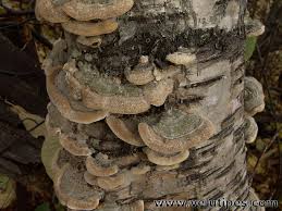 Attēlu rezultāti vaicājumam “Cerrena unicolor”