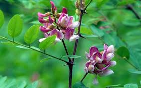 Attēlu rezultāti vaicājumam “Robinia neomexicana flower”