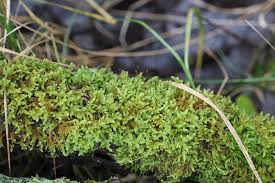 Attēlu rezultāti vaicājumam “Hypnum cupressiforme var. lacunosum sporophyte”