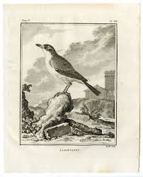 Attēlu rezultāti vaicājumam “Sylvia borin”