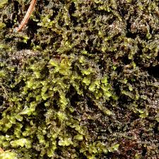 Attēlu rezultāti vaicājumam “Scapania mucronata macro”