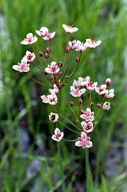 Attēlu rezultāti vaicājumam “Butomus umbellatus”