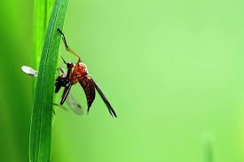 Attēlu rezultāti vaicājumam “Asilus crabroniformis”
