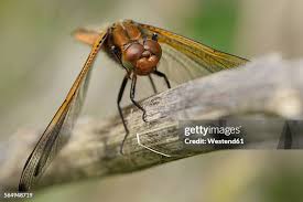 Attēlu rezultāti vaicājumam “Libellula fulva male”