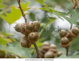 Attēlu rezultāti vaicājumam “Quercus rubra fruit”