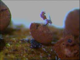 Attēlu rezultāti vaicājumam “Enerthenema papillatum macro”