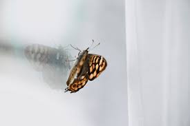 Attēlu rezultāti vaicājumam “Lasiommata megera underside”