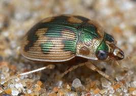 Attēlu rezultāti vaicājumam “Omophron limbatum”