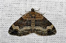 Attēlu rezultāti vaicājumam “Xanthorhoe biriviata”