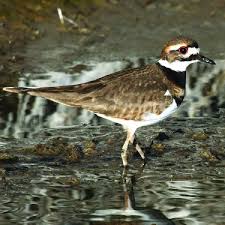 Image result for Charadrius vociferus