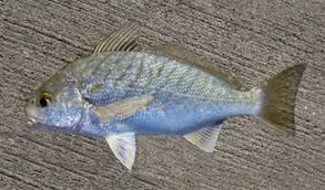 Image result for Leiostomus xanthurus