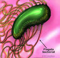 <b>Disentería</b> | cuidatunutricion