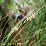 Attēlu rezultāti vaicājumam “Carex lasiocarpa male flower”