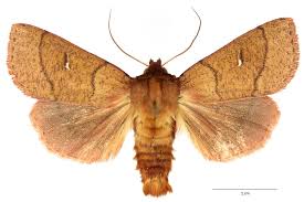 Attēlu rezultāti vaicājumam “Mythimna turca”