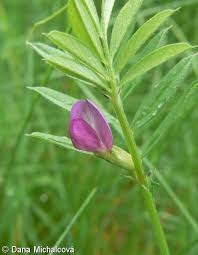 Attēlu rezultāti vaicājumam “Vicia angustifolia”