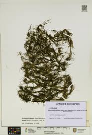 Attēlu rezultāti vaicājumam “Stuckenia filiformis”