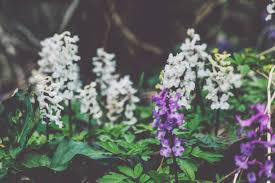 Attēlu rezultāti vaicājumam “Corydalis cava flower”