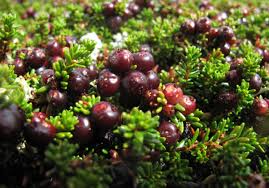 Attēlu rezultāti vaicājumam “Empetrum nigrum fruit”