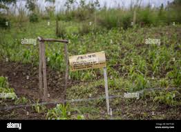 Image result for Calstock Smbc