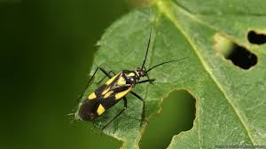 Attēlu rezultāti vaicājumam “Grypocoris sexguttatus”