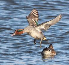 Attēlu rezultāti vaicājumam “Anas crecca”