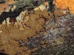 Attēlu rezultāti vaicājumam “Merismodes anomala”